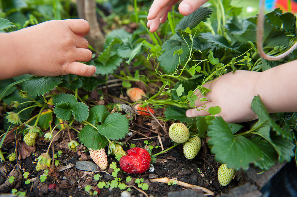 Productivity Commission Inquiry into Early Childhood Education and Care